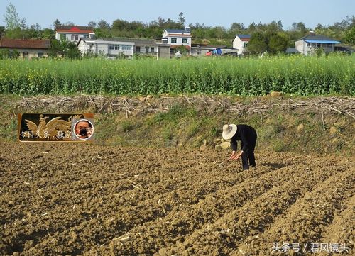 农民伯伯乡村妹-农民伯伯乡村妹农夫山泉有豆甜