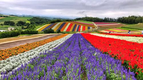 北海道花海-北海道花海日语怎么说