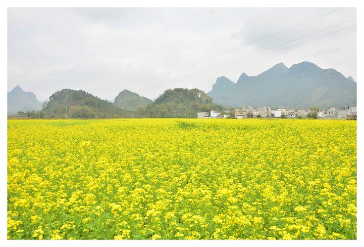 上林油菜花-上林油菜花简介