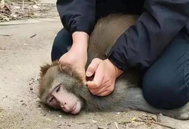 大闹南京的一只流浪猴被抓到了-大闹南京的一只流浪猴被抓到了吗